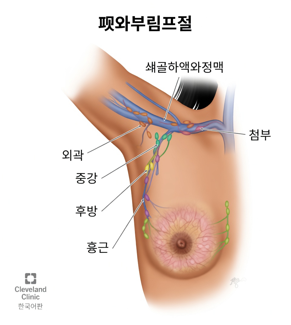 겨드랑이 림프절 쉽게 이해하기: 상체가 더 가볍고 편안하게 느껴지도록 돕는 일상 습관들