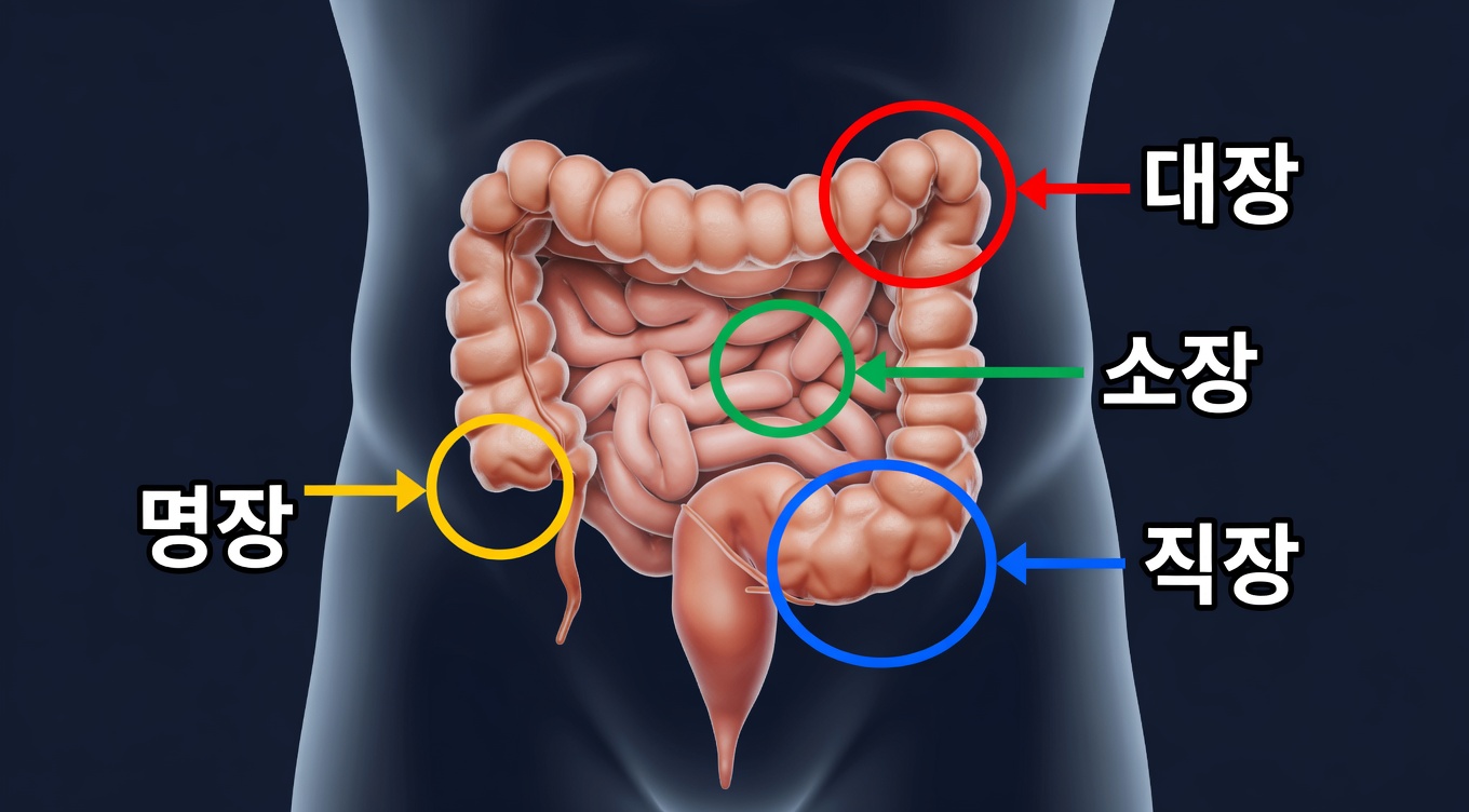 몇 번의 치료 후에도 방광 및 신장 감염에 도움이 되는 천연 항생제
