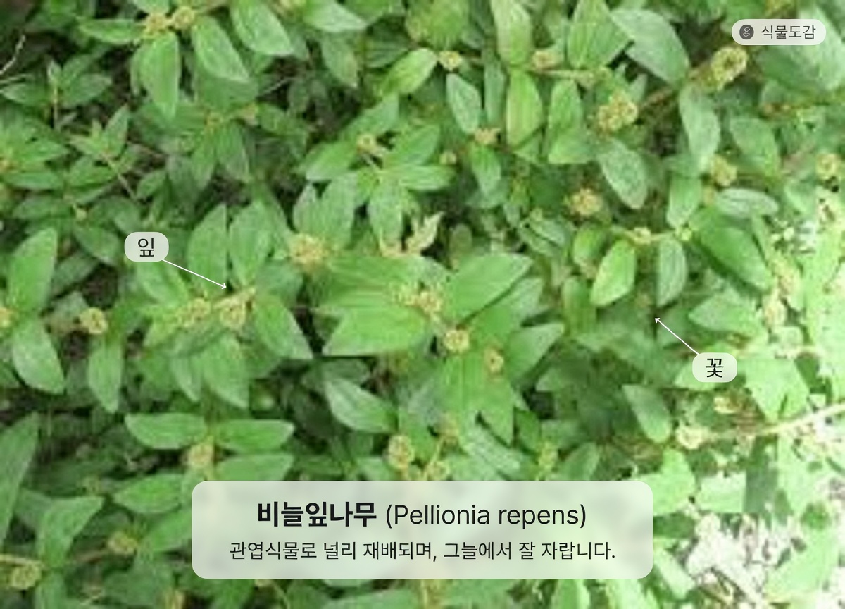 일상 건강을 위한 큰잎 밀크위드의 놀라운 잠재적 효능 알아보기