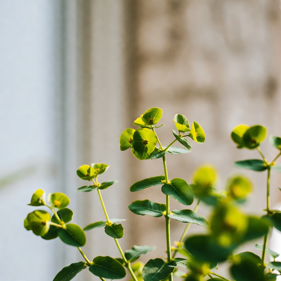 유포르비아 티미폴리아의 건강 효능: 강력하지만 간과된 약초