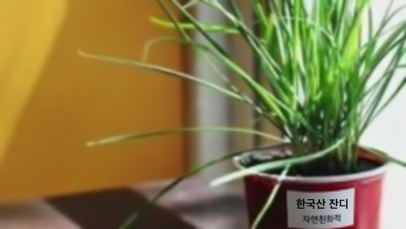 돌깨기풀: 신장 결석을 위한 자연의 치료제