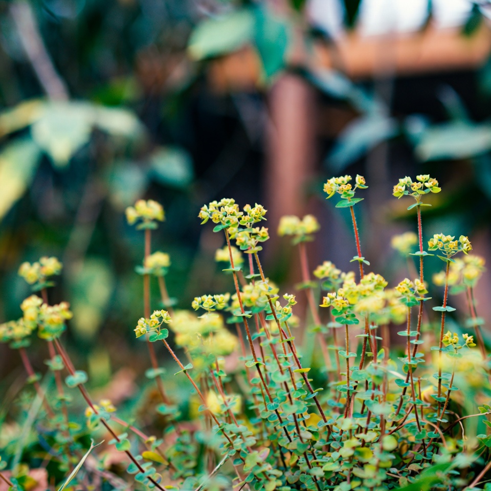 유포르비아 히르타: 호흡기와 면역 건강을 위한 자연의 치료제