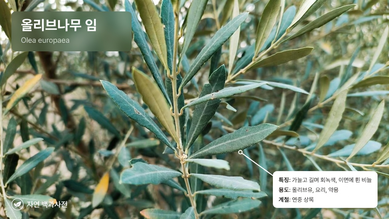 암세포와 싸우는 데 도움이 될 수 있는, 간과된 잎