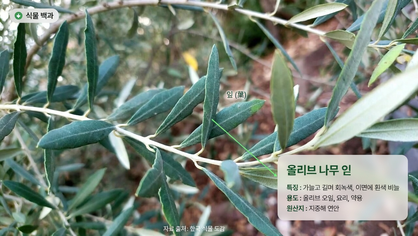 암세포와 싸우는 데 도움이 될 수 있는, 간과된 잎