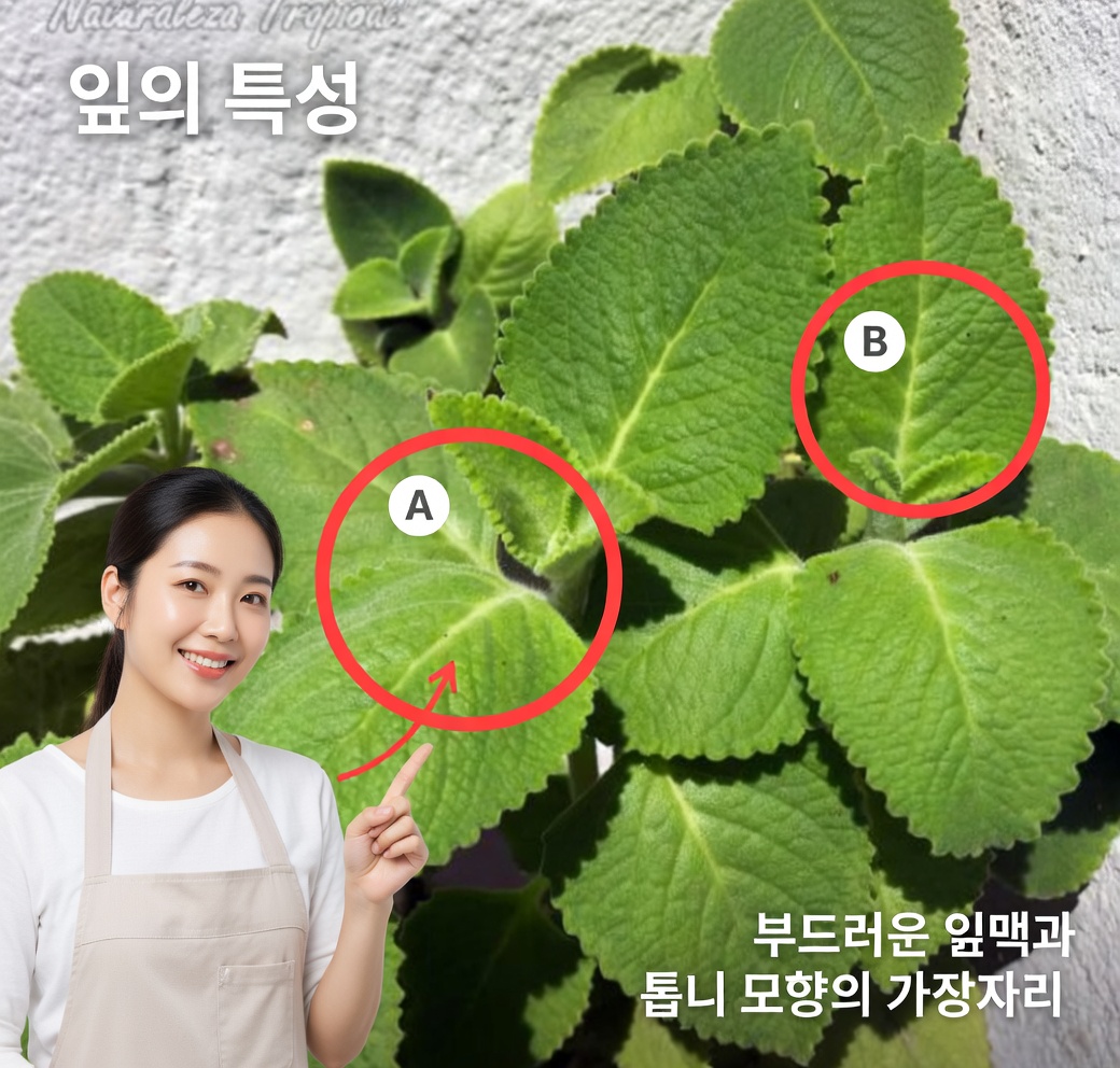 오레가노 오레혼의 13가지 건강 효능과 활용 방법