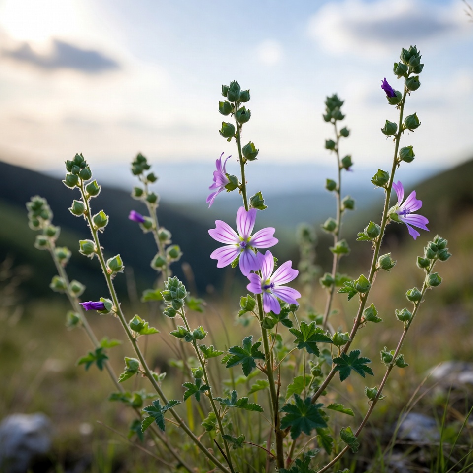아욱의 숨겨진 건강 효능: 웰니스를 위한 자연의 경이로운 허브