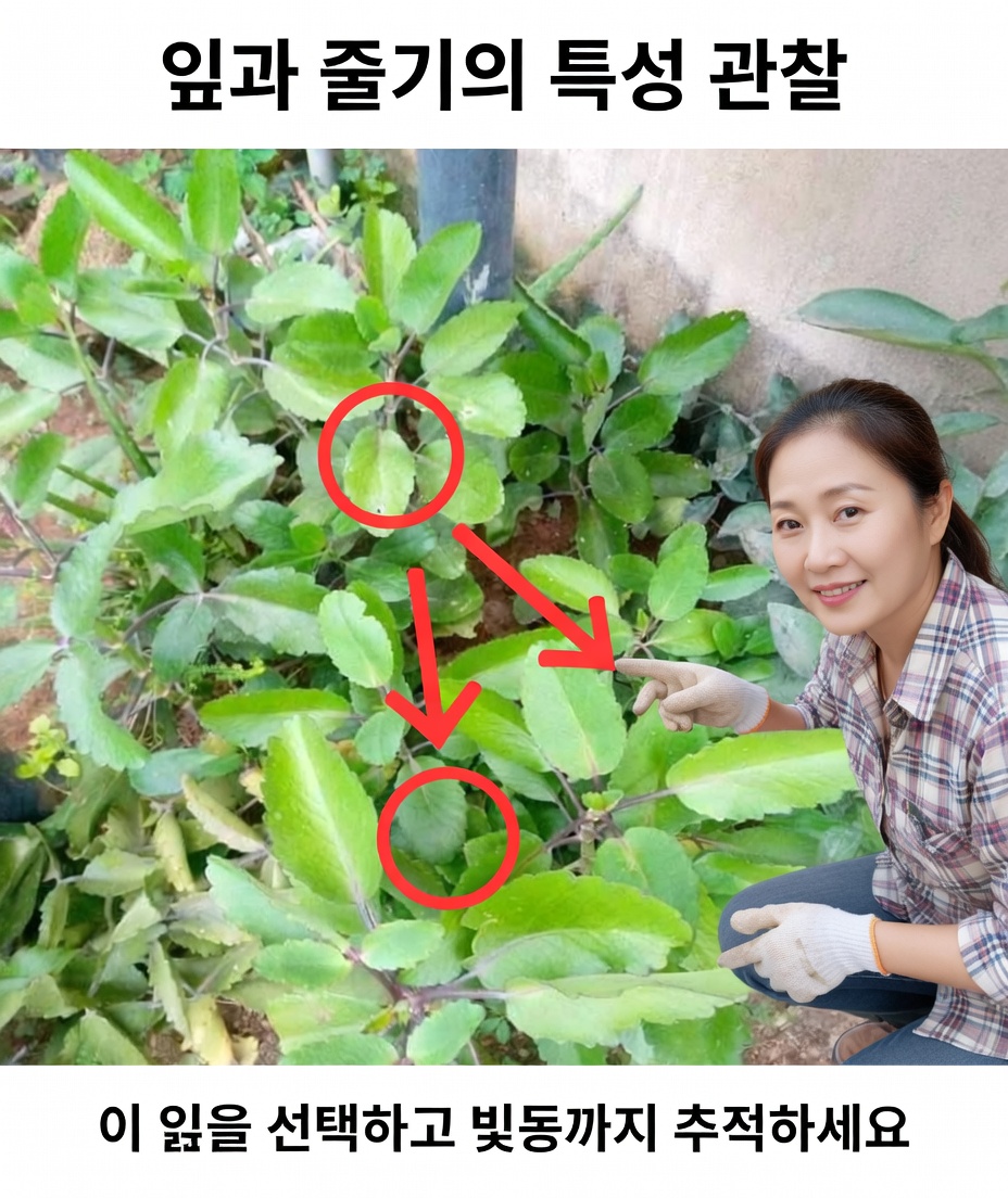 칼랑코에 피나타 – 건강을 위한 기적의 약초