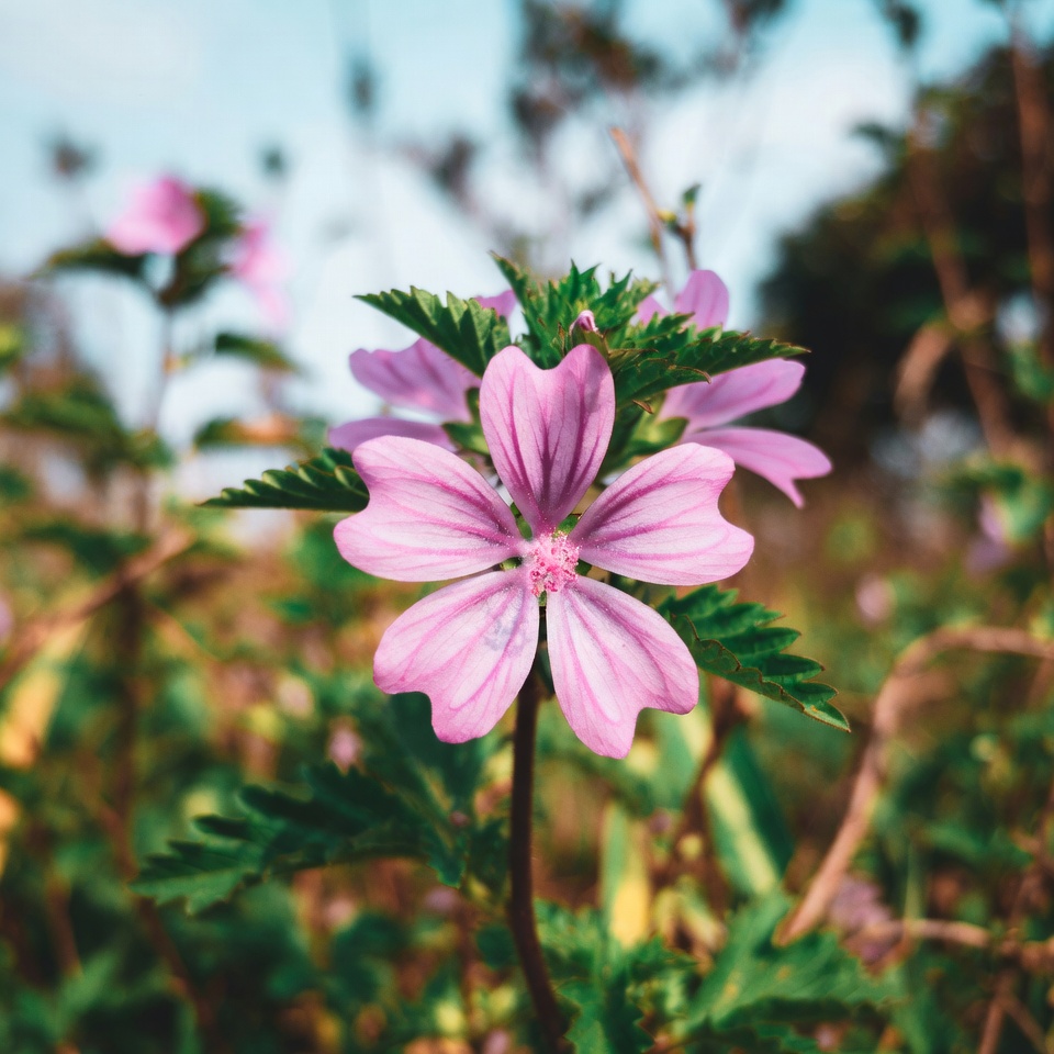 왜소아욱(Malva neglecta): 강력한 건강 효능과 활용