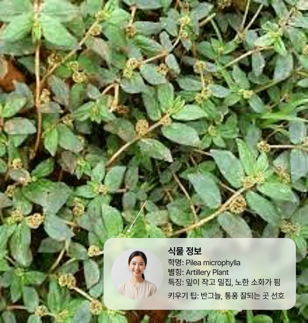 피부 건강을 돕는 자연 유래 식물 요법 탐색: 이 흔한 잡초에 대해 사람들이 말하는 것