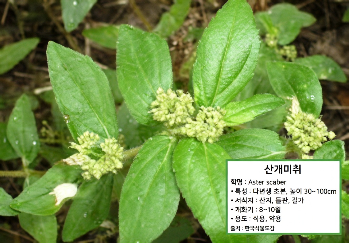 피부 건강을 돕는 자연 유래 식물 요법 탐색: 이 흔한 잡초에 대해 사람들이 말하는 것