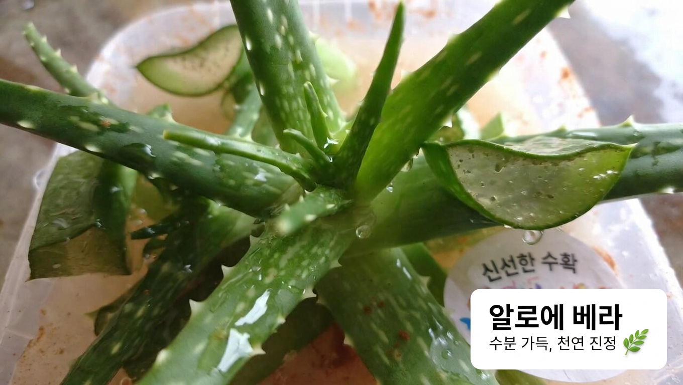 알로에 베라와 계피의 잠재적 효능: 일상적인 웰니스와 눈 건강을 위한 활용