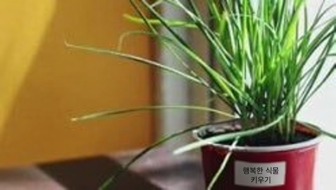 무화과 수액의 놀라운 효능: 자연이 숨겨 둔 엘릭서