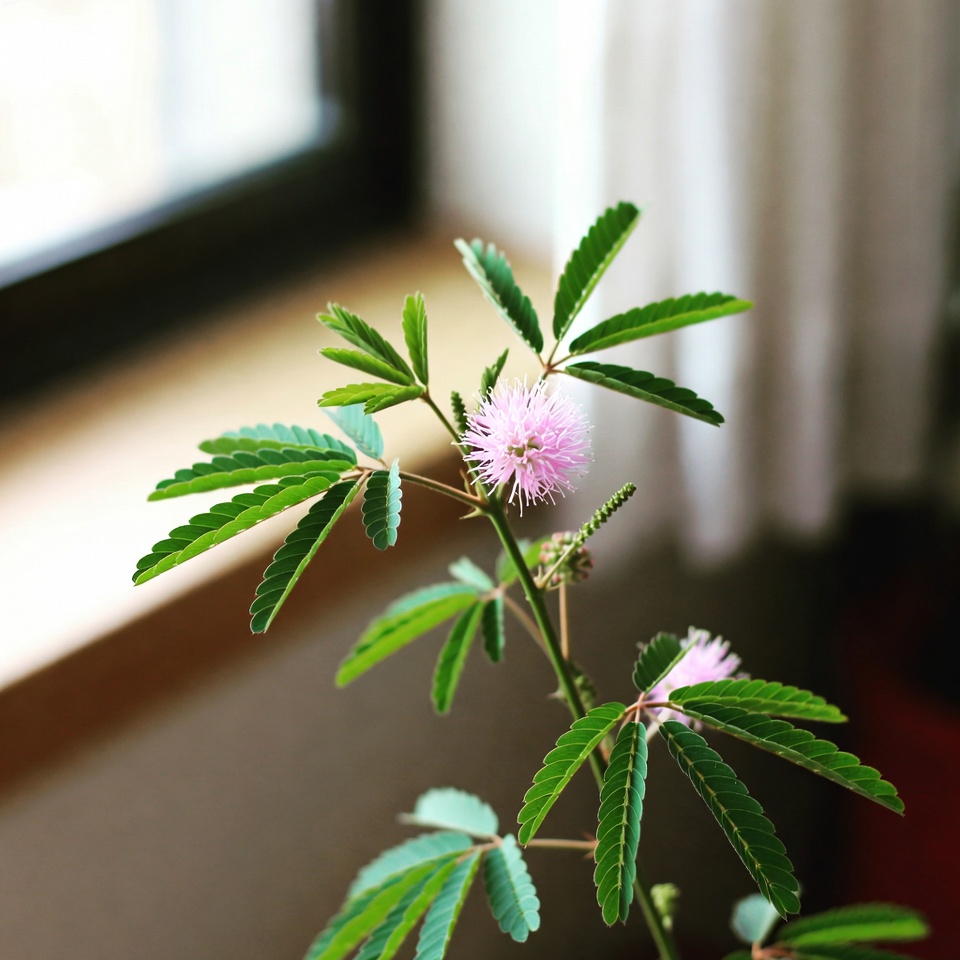 미모사 푸디카의 치유력: 이 놀라운 식물의 10가지 건강 효능과 활용 방법