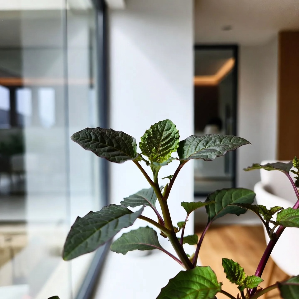 비름의 건강상 이점