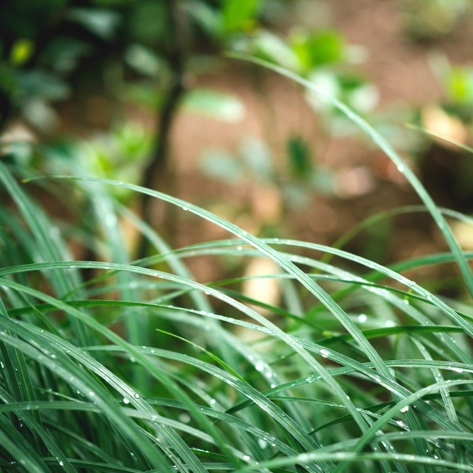 완고한 풀의 다재다능한 활용