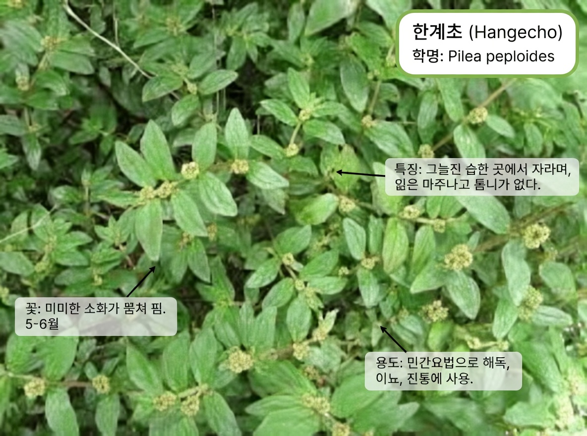 흔한 잡초라고 무시하지 마세요! 큰잎 박주가리가 전통 눈 건강 요법에서 맡은 놀라운 역할