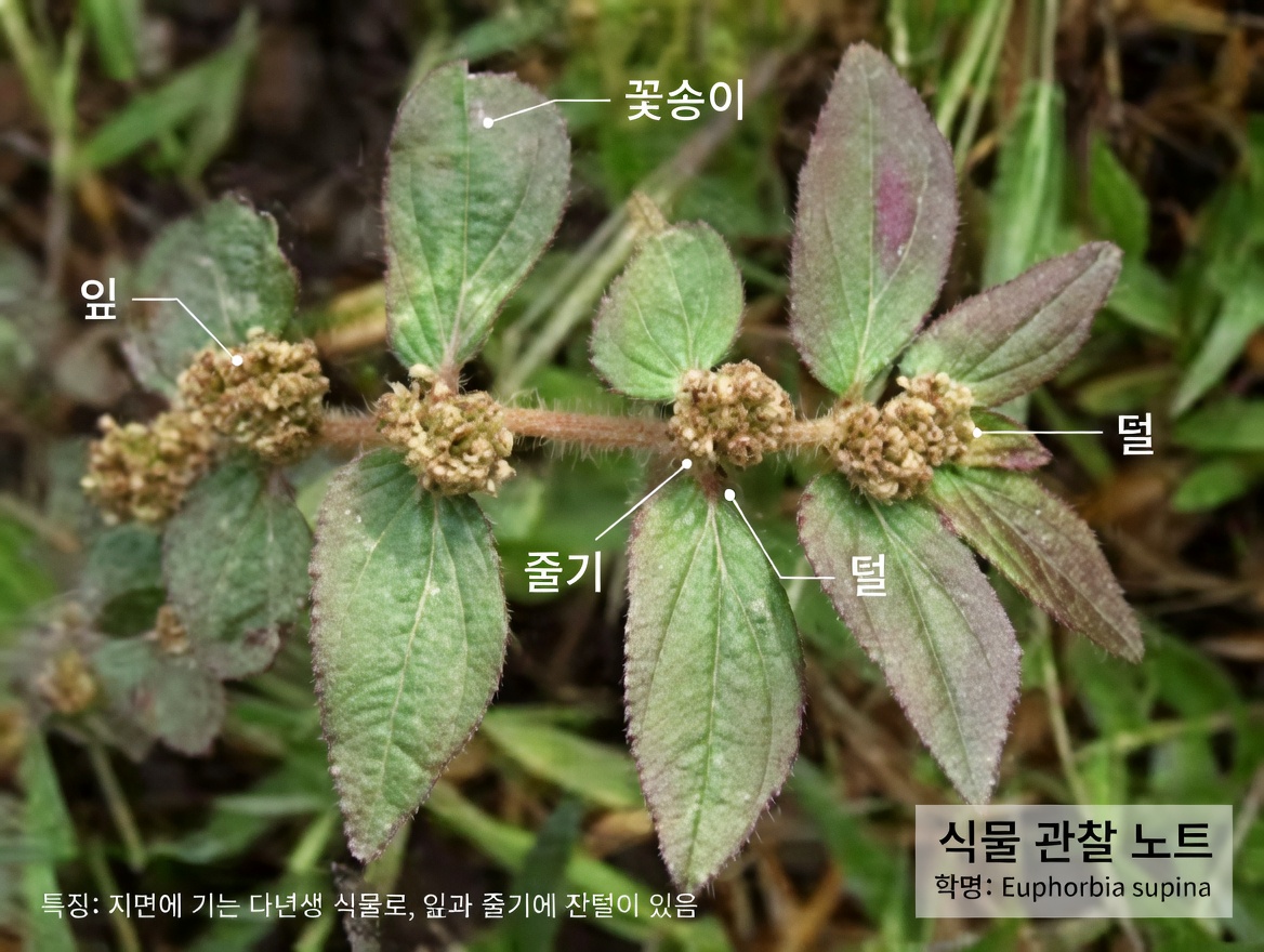 흔한 잡초라고 무시하지 마세요! 큰잎 박주가리가 전통 눈 건강 요법에서 맡은 놀라운 역할