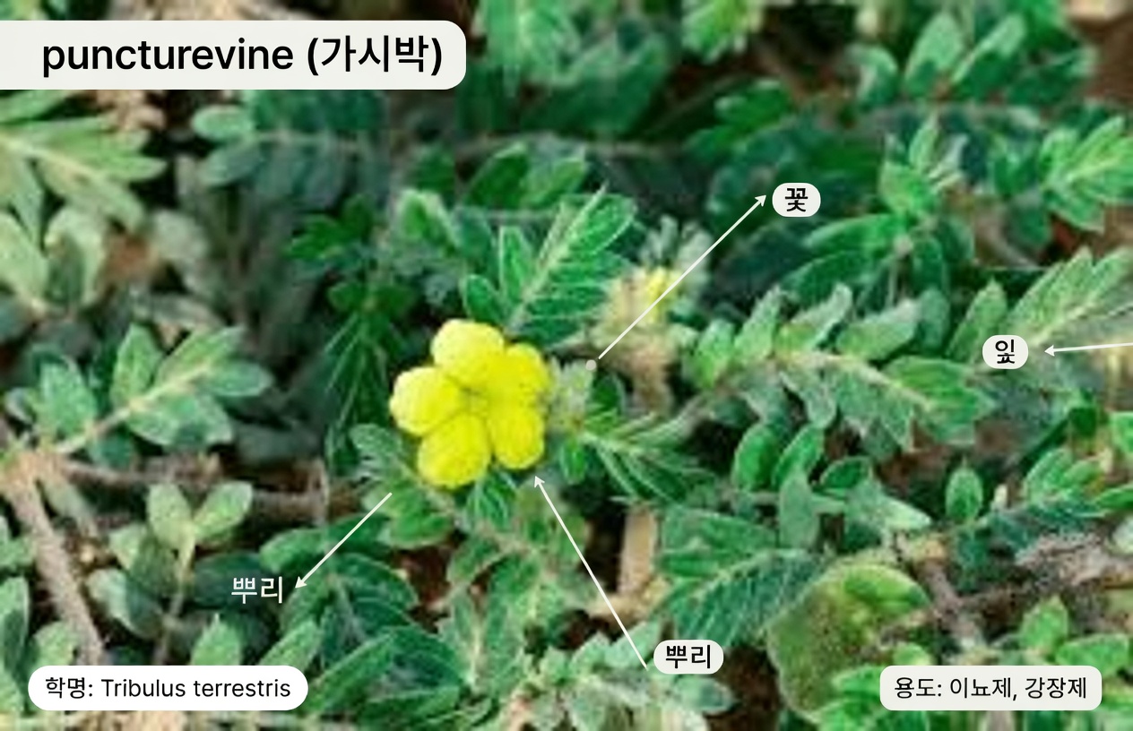 염소머리(트리불루스 테레스트리스)란 무엇이며, 왜 커플들 사이에서 화제가 되고 있을까?