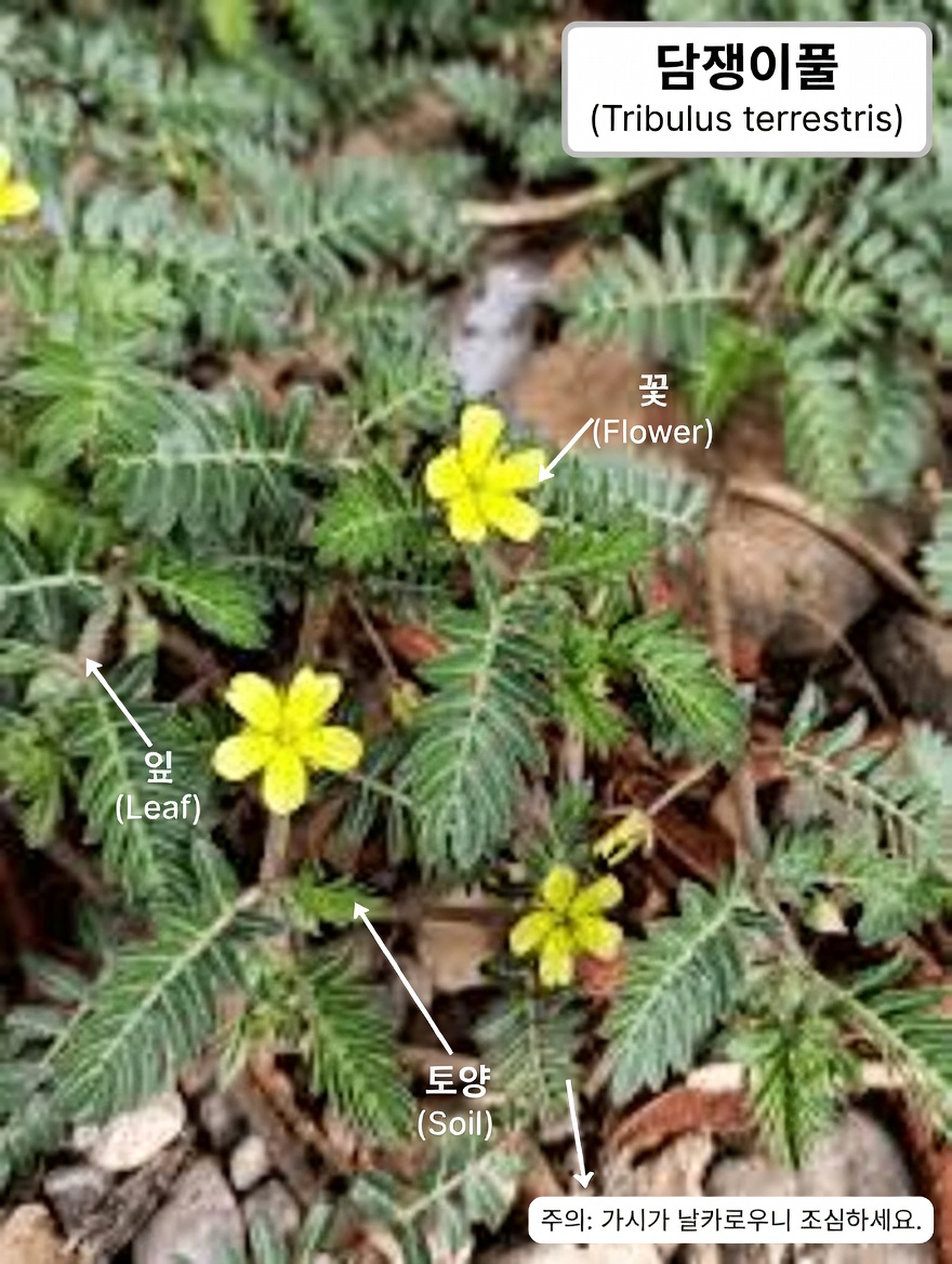 염소머리(트리불루스 테레스트리스)란 무엇이며, 왜 커플들 사이에서 화제가 되고 있을까?