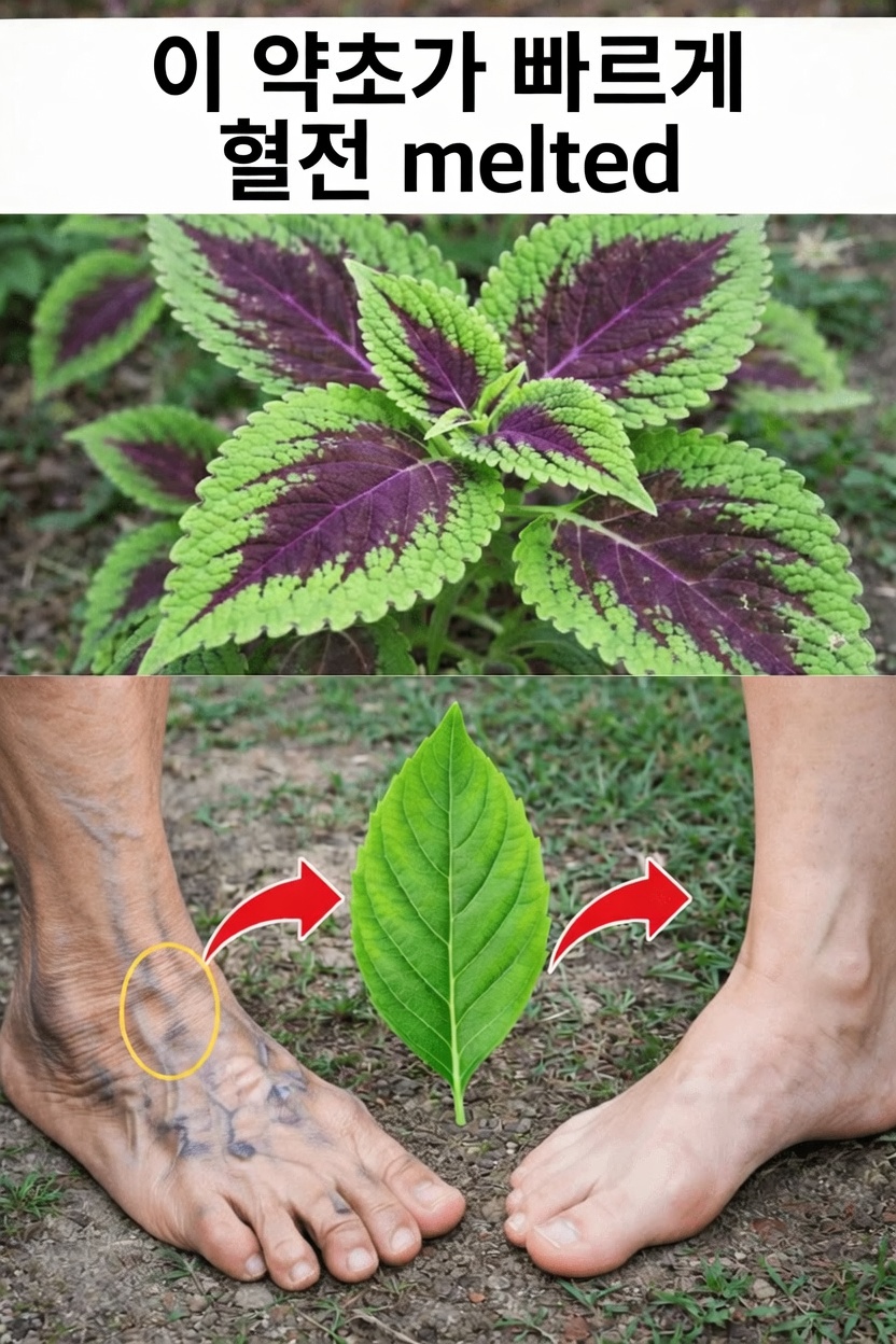 건강한 혈액 순환을 자연스럽게 돕는 근거 기반 허브 6가지