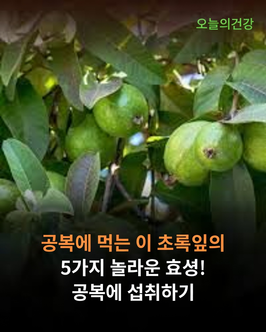 구아바 잎이 더 건강한 모발에 도움 될까? 잠재적 효능과 활용 방법 알아보기