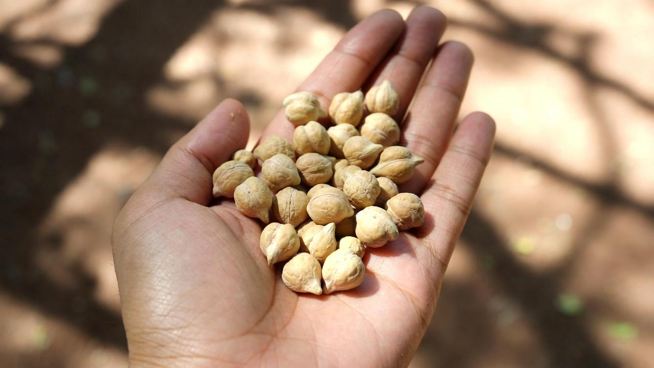 노년층 신장 건강이 걱정된다면: 제한해야 할 단백질 6가지와 더 안전한 선택 4가지