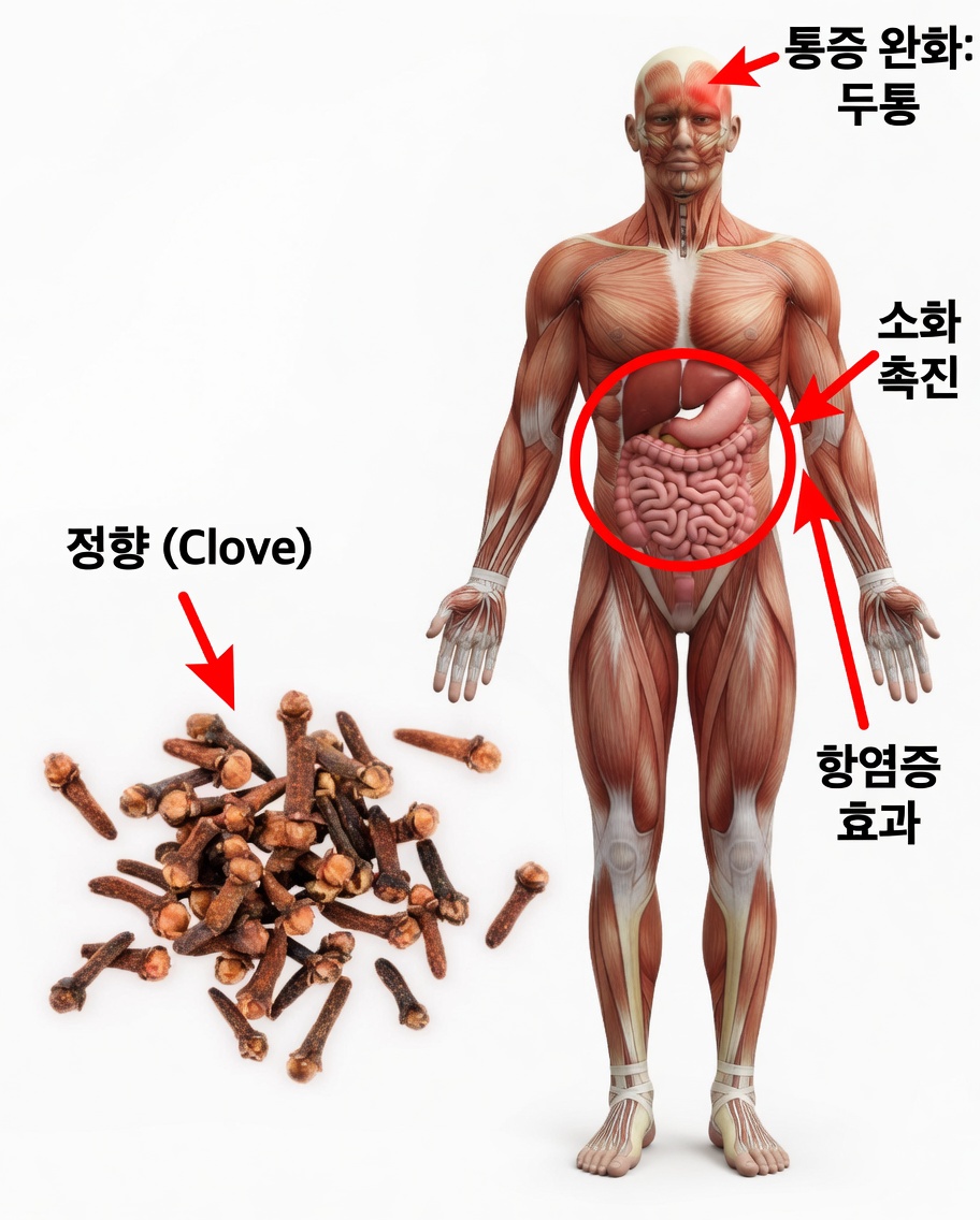 남성을 위한 정향: 남성 건강에 좋은 7가지 효능