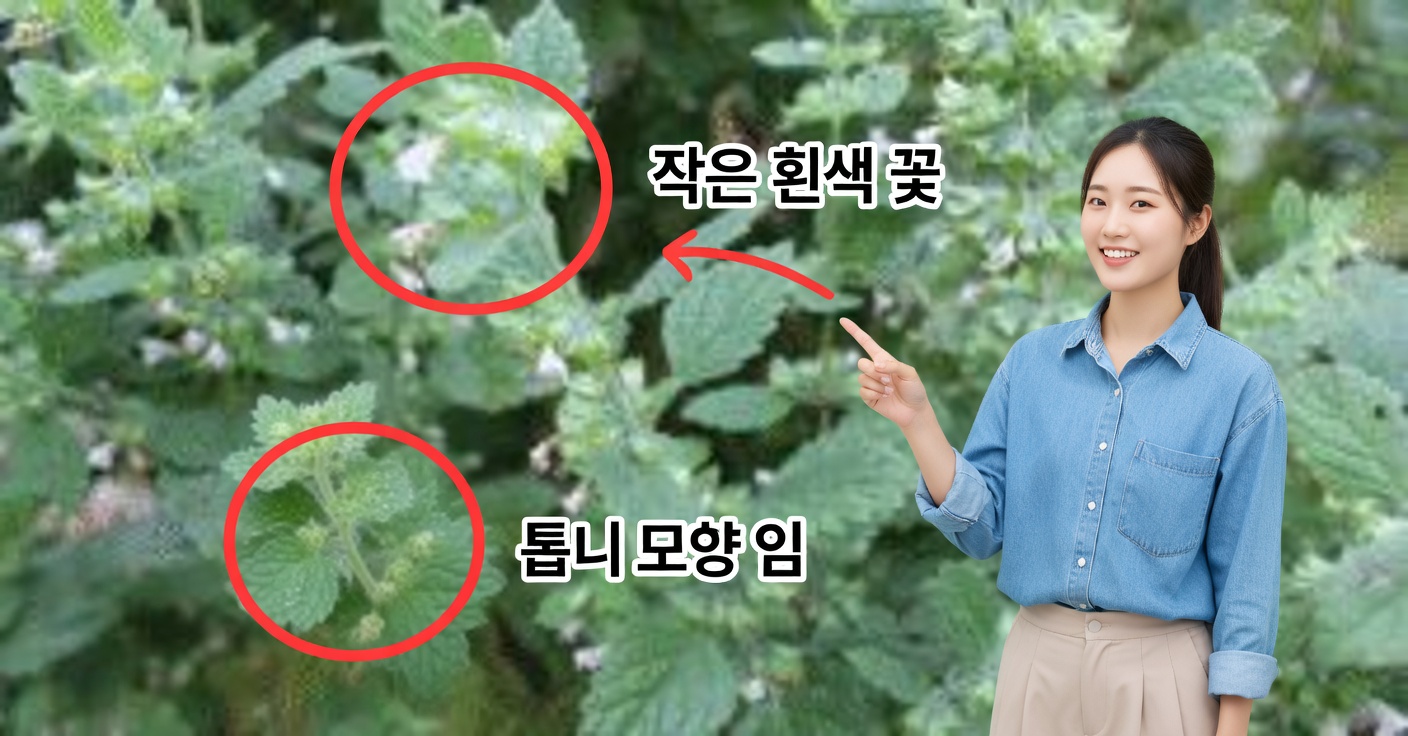 간을 위한 레몬밤: 자연스럽게 해독하고 염증을 완화하기