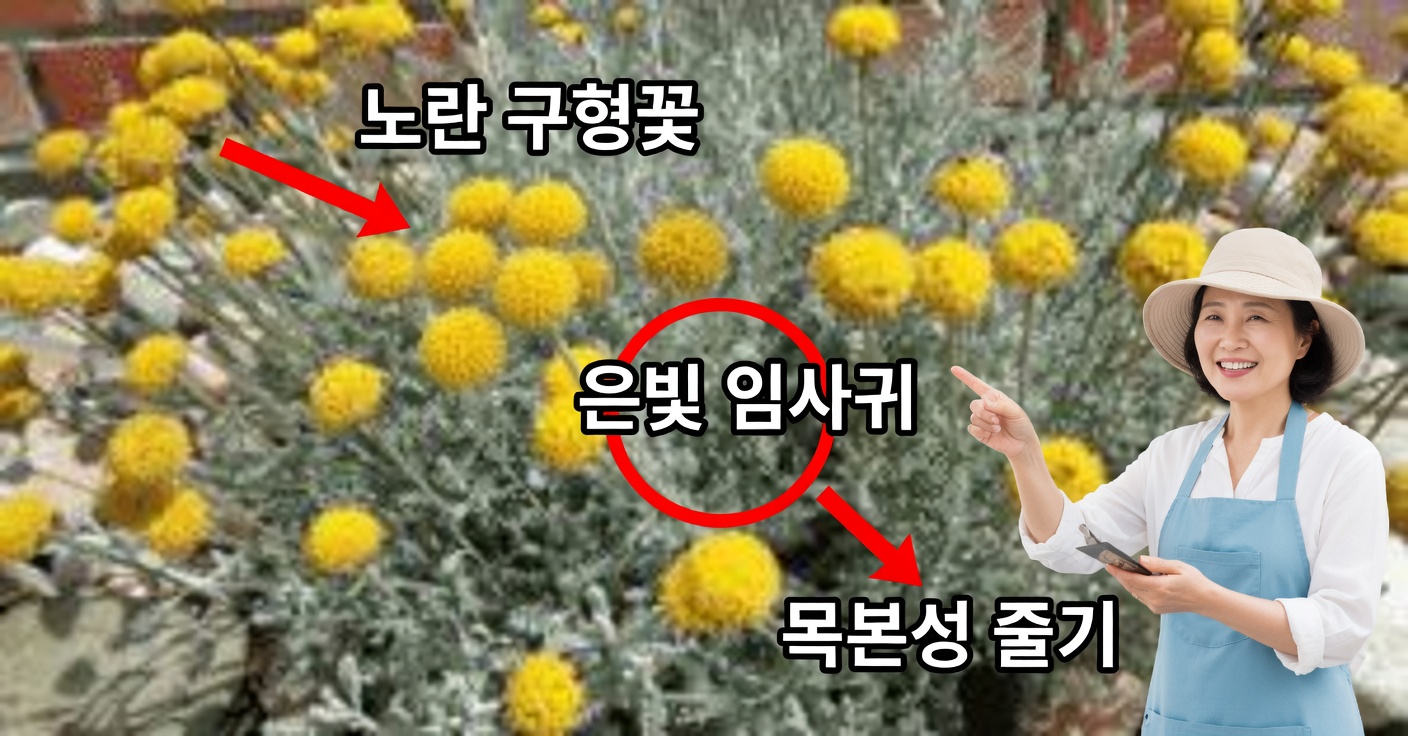 헬리크리섬 아레나리움의 효능과 집에서 사용하는 방법