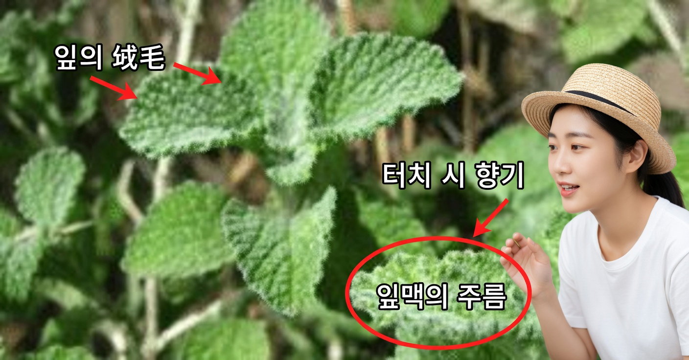 마루비오의 효능과 사용법