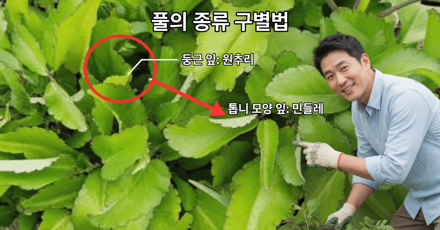 생명의 잎: 7가지 효능과 집에서 하는 활용법