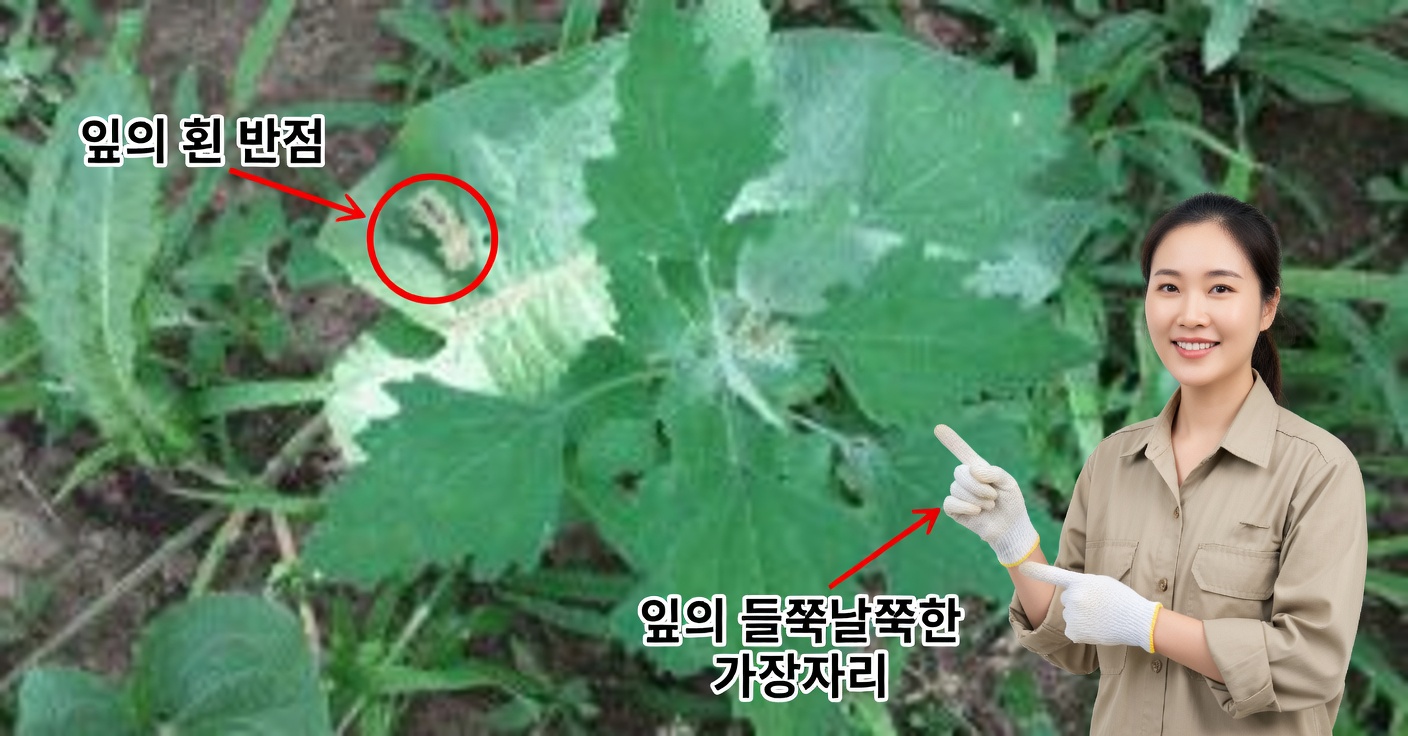 명아주: 특성 및 약용 효능