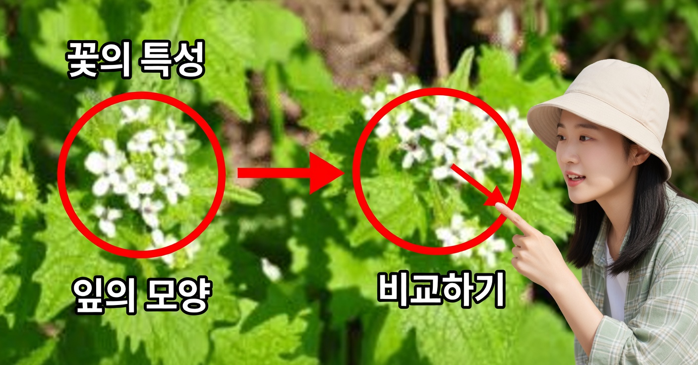 마늘 머스터드: 효능과 사용 방법