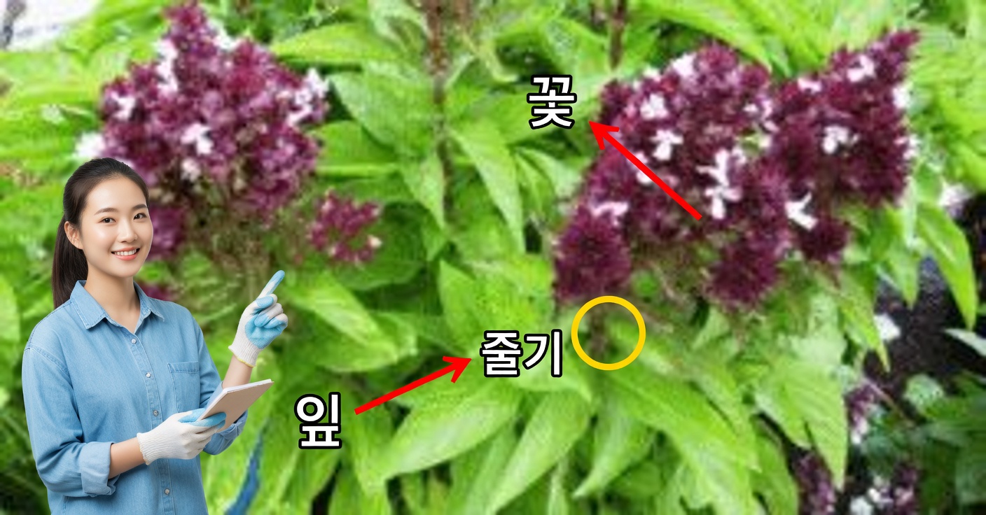 바질 꽃: 당신이 몰랐던 사용법과 효능