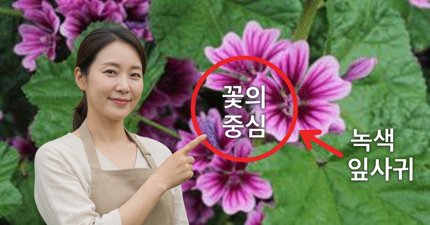 말바: 효능과 자연적인 사용법