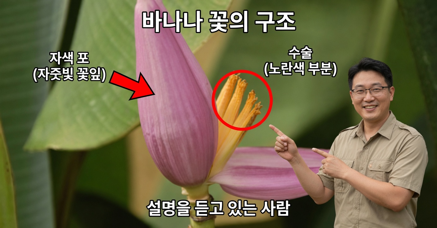 바나나 꽃: 영양가 높고, 다재다능하며, 약효 있는