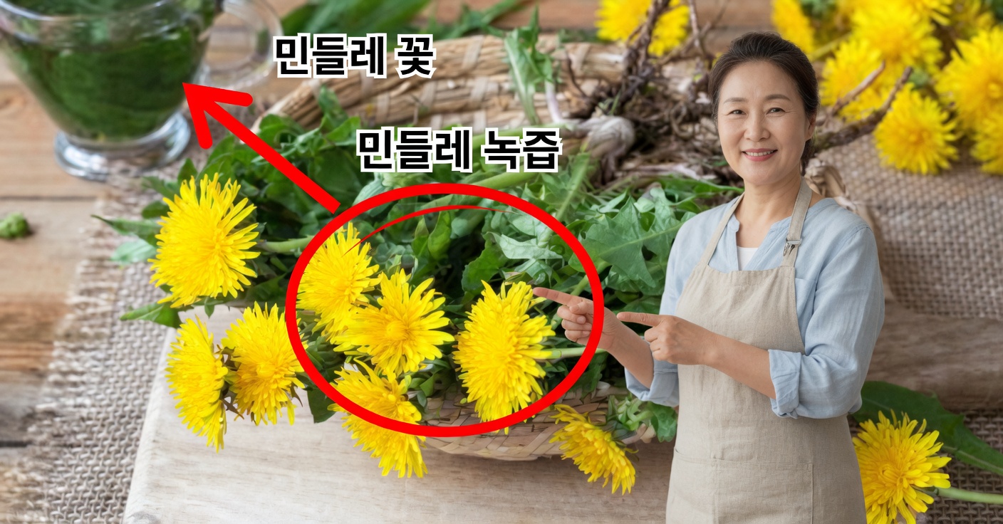 민들레 뿌리: 효능과 사용법