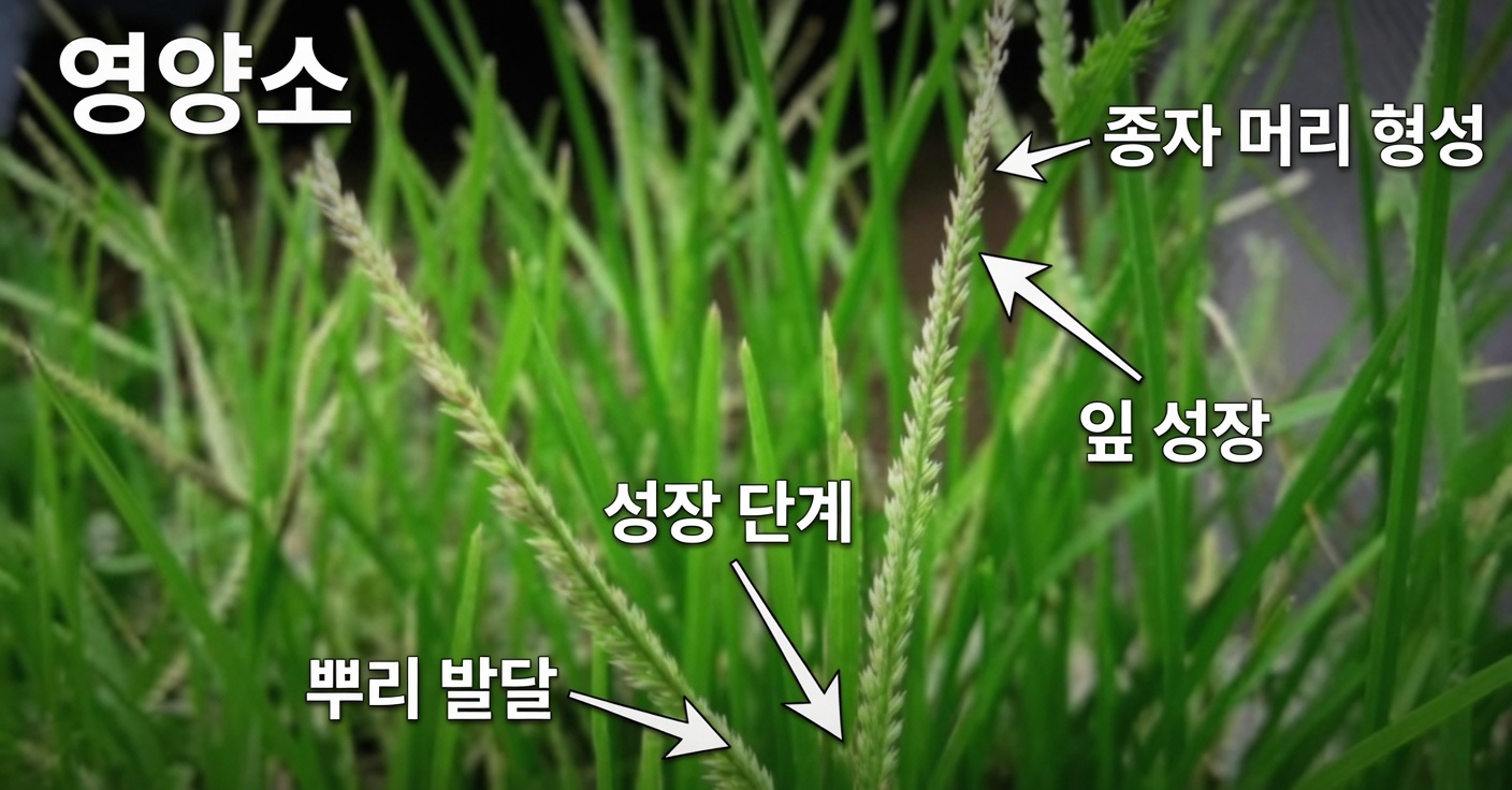 히에르바 데 간소: 효능, 효과 및 25가지 질환에 대한 민간요법