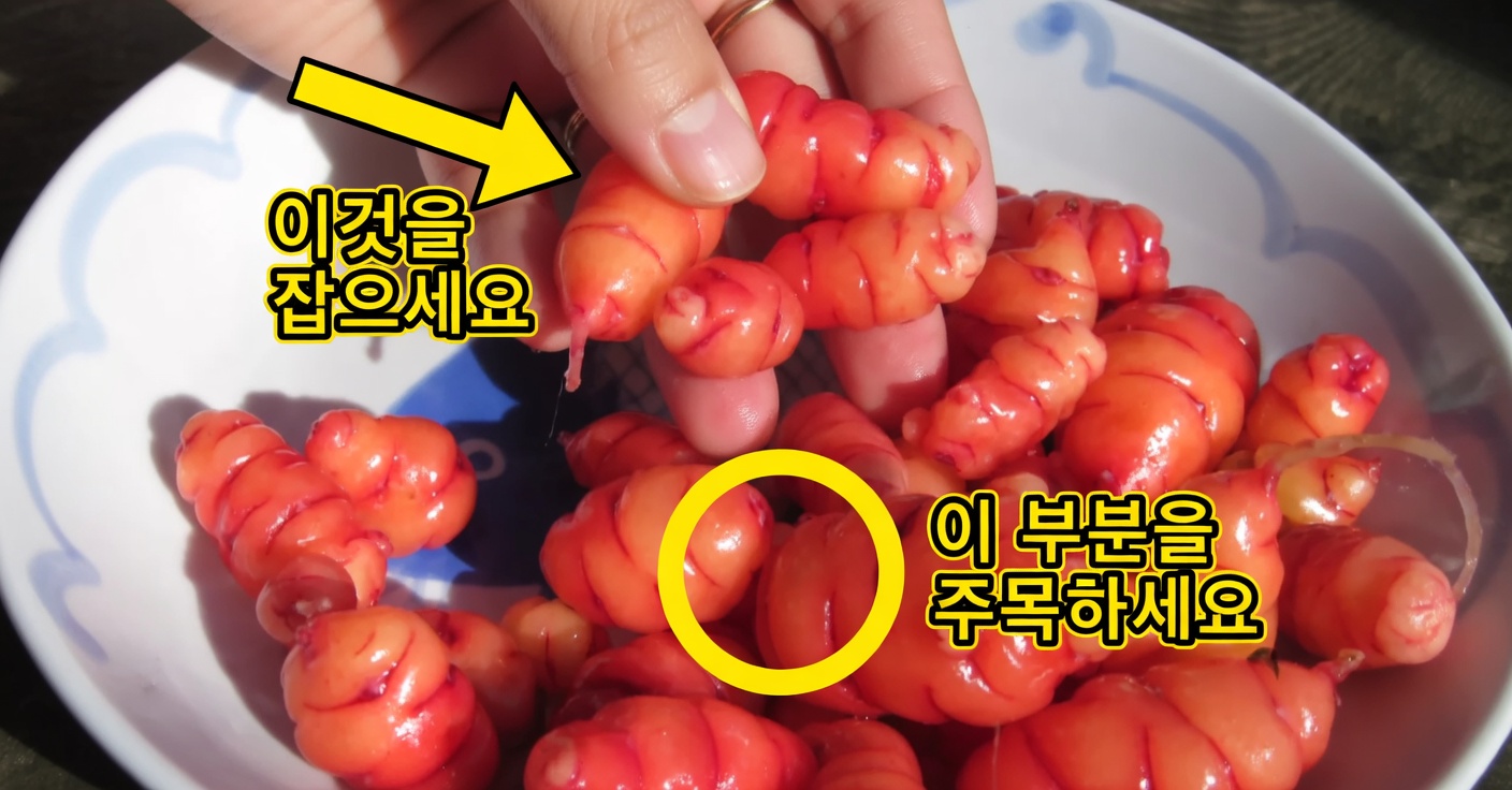 병아리콩과 달걀: 고단백, 고기 없는 대체 식품