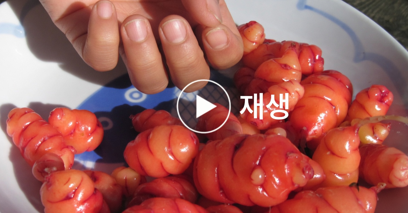 병아리콩과 달걀: 고단백, 고기 없는 대체 식품