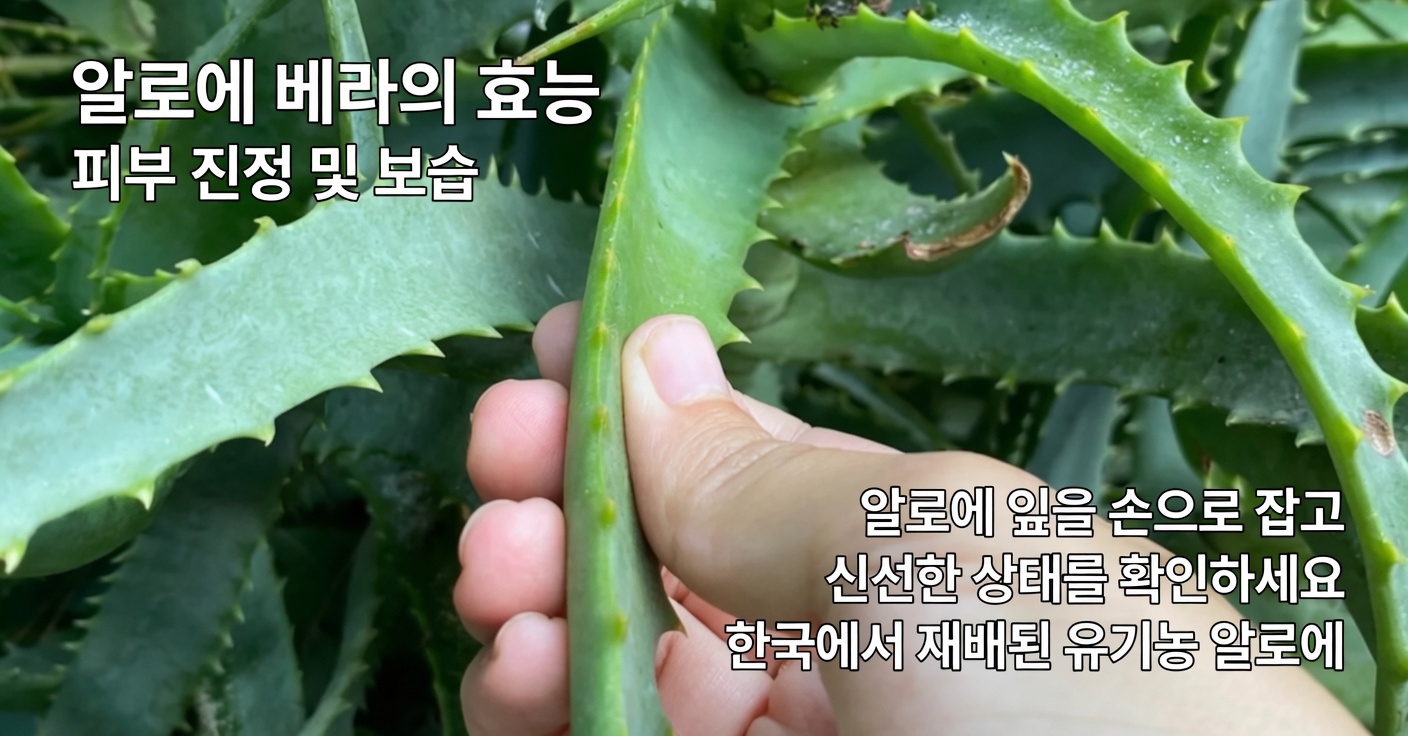 병아리콩과 달걀: 고단백, 고기 없는 대체 식품