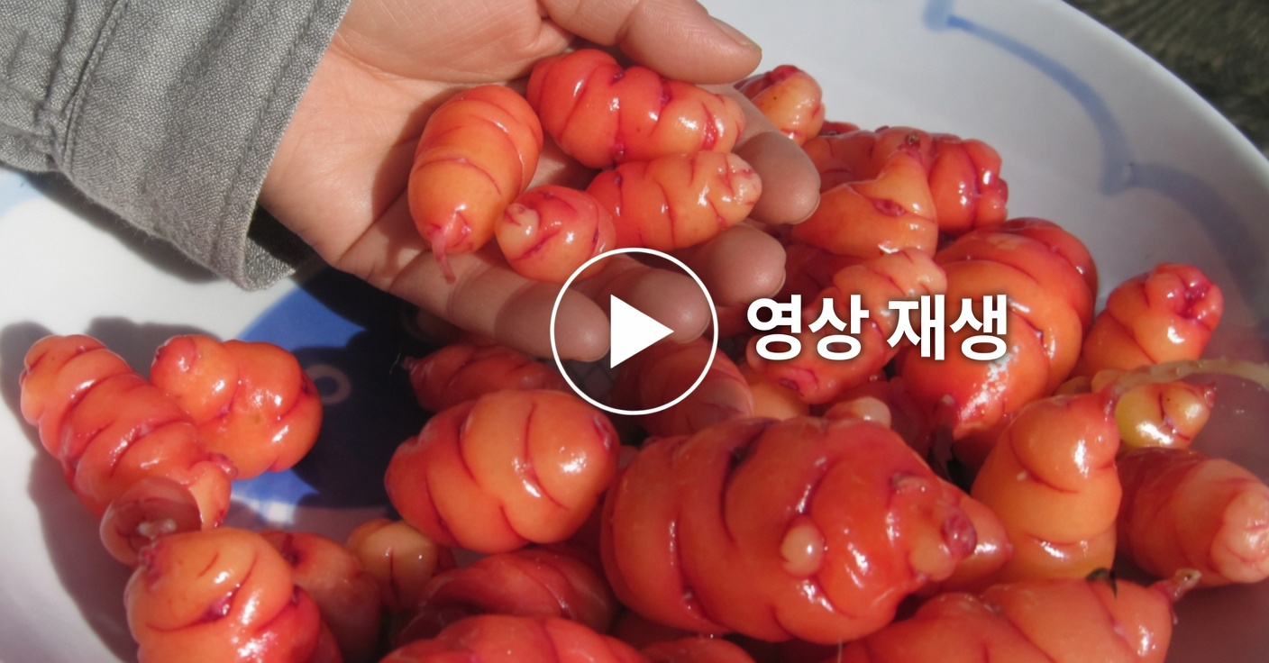 히비스커스 차의 자연스러운 다이어트 효능을 알아보세요