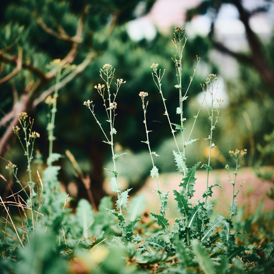가시상추(Lactuca serriola)의 숨겨진 효능