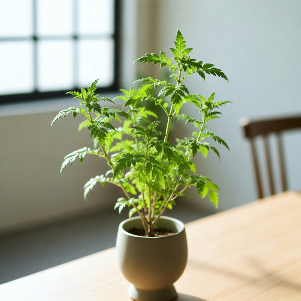 쑥이 숙면에 도움이 될까? 이 고대 허브의 진정 효능을 밝혀보세요