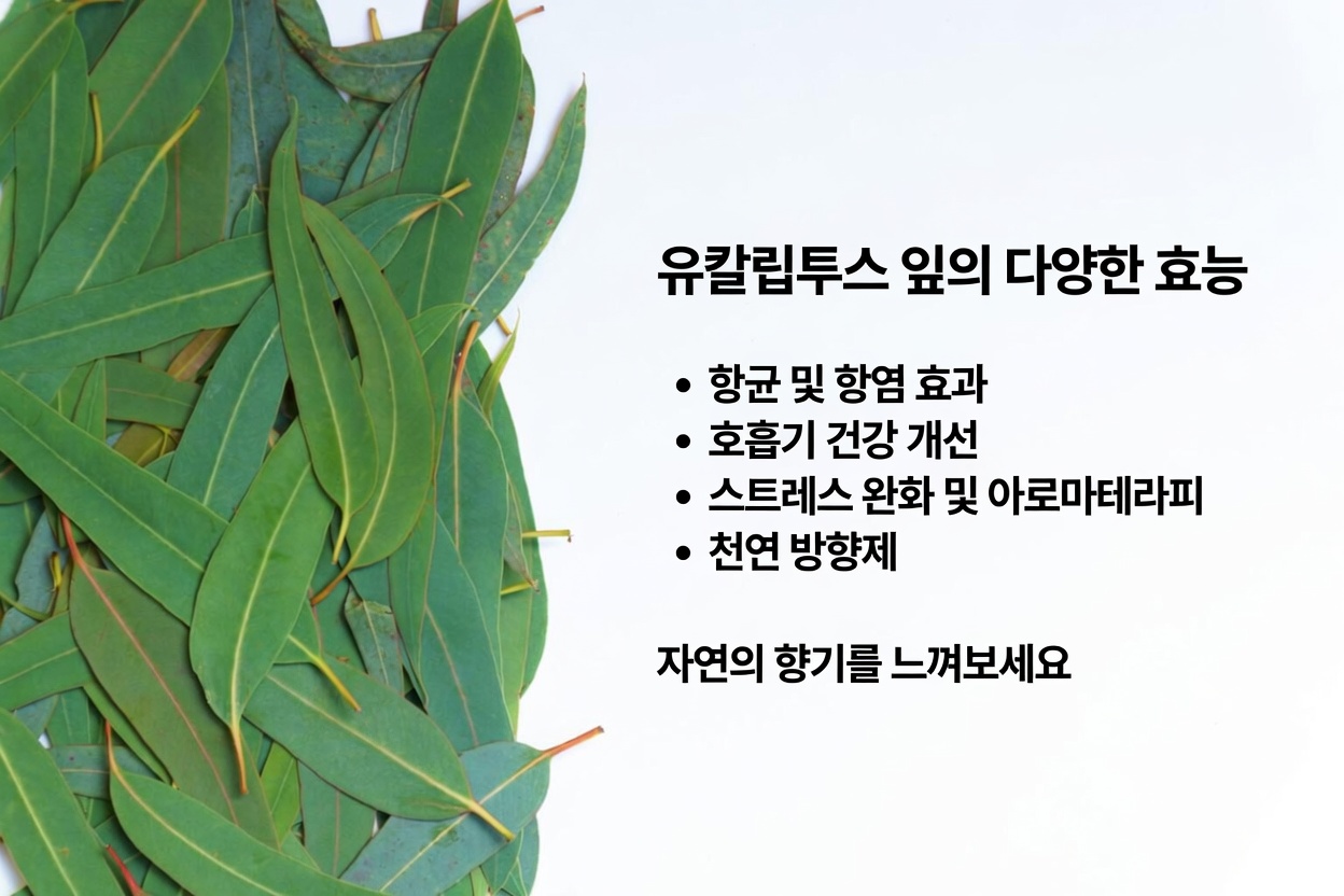 유칼립투스 차 - 무슨 효능이 있을까? 건강과 아름다움에 주는 이점
