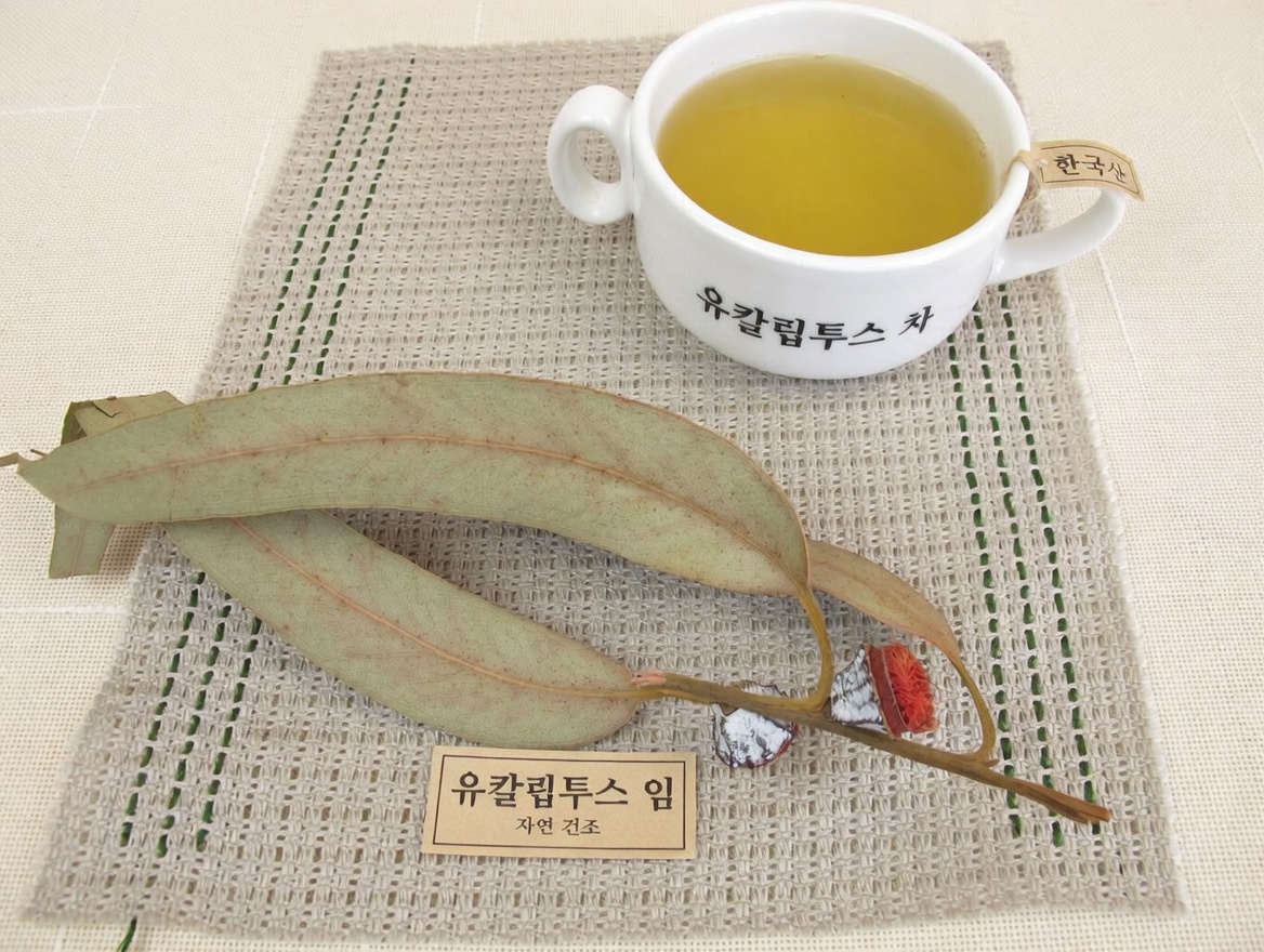 유칼립투스 차 - 무슨 효능이 있을까? 건강과 아름다움에 주는 이점