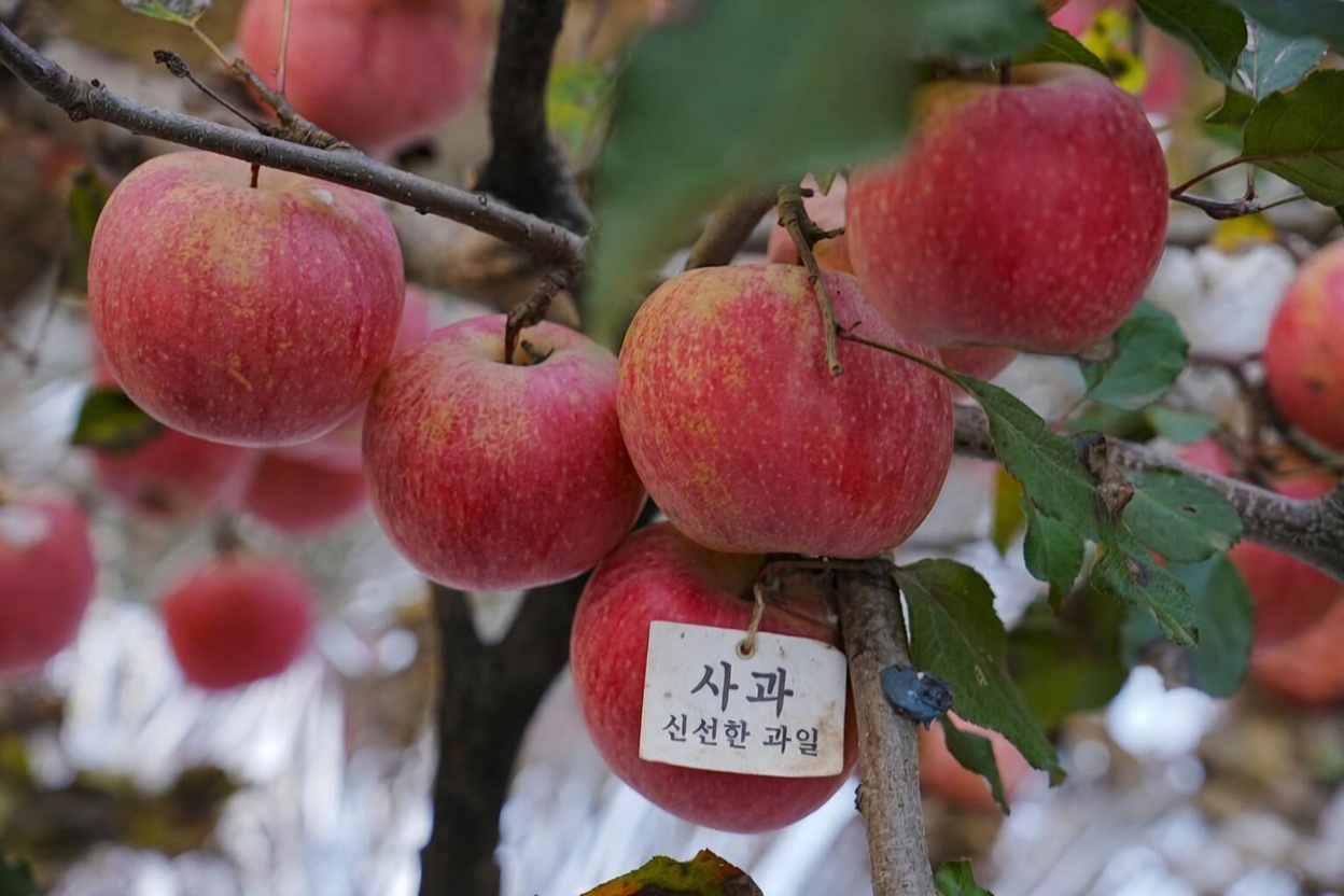 60세 이후 근육을 보호하는 밤 과일 7가지 (자연스럽게 근감소증을 늦추세요)