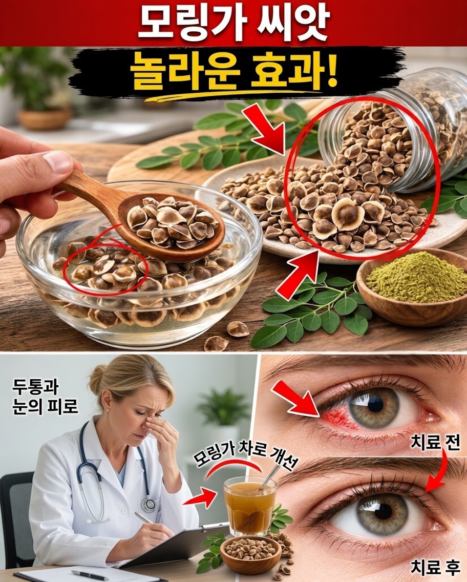 모링가 씨앗이 주목받고 있는 이유