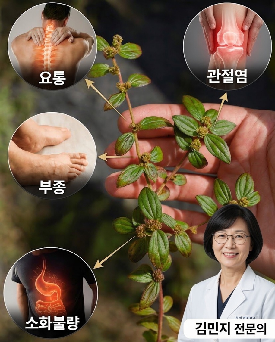 유포르비아 히르타: 눈을 진정시키고 호흡을 개선하는 등 더 많은 효능을 지닌, 뒷마당에서 잊힌 풀