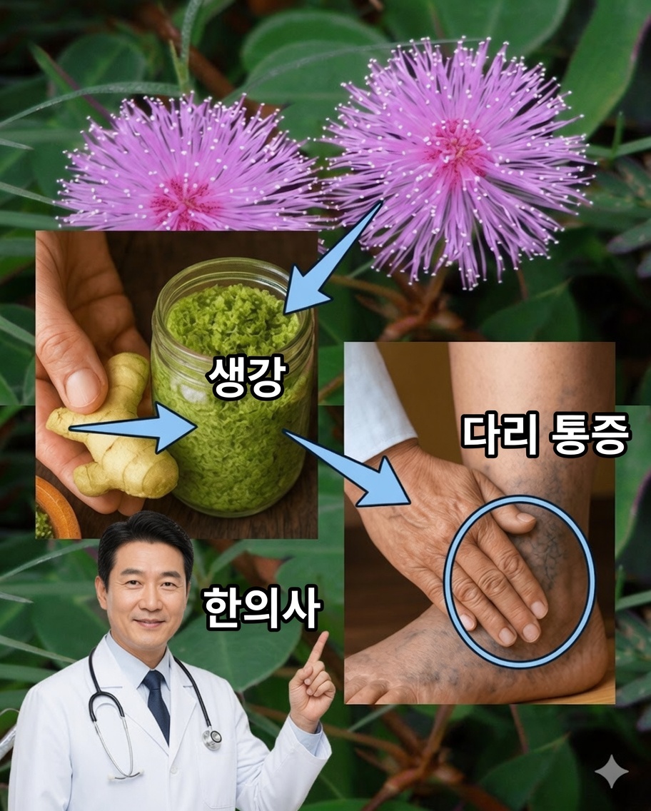 미모사 푸디카: 건강을 바꿀 수 있는 놀라운 정원 식물